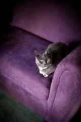 Purple Couch 2.jpg